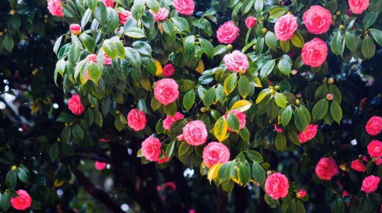 Arbre à fleurs roses : la camelia et autres variétés
